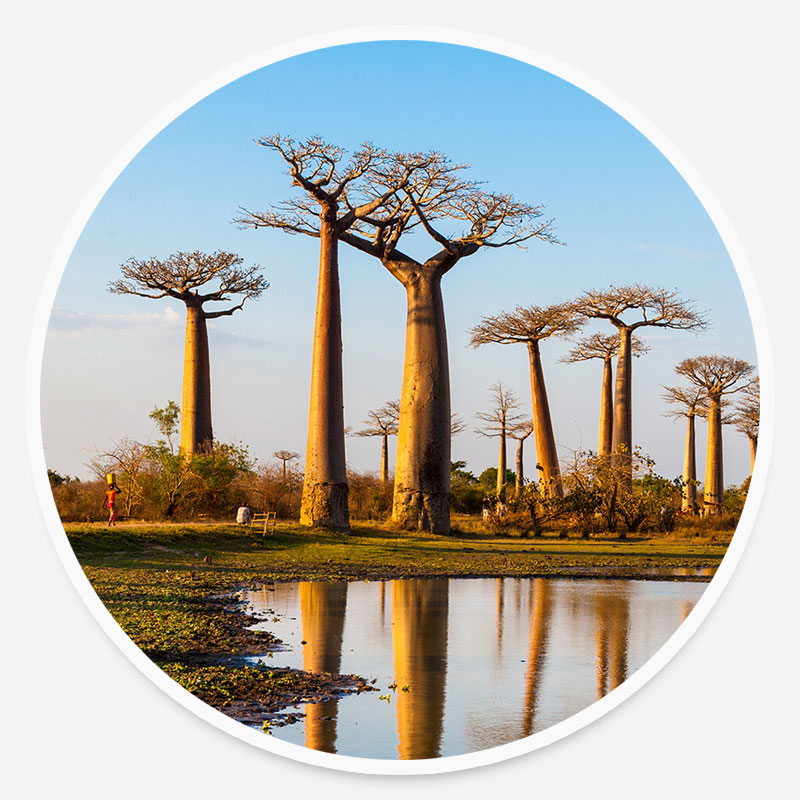 Baobab Tree